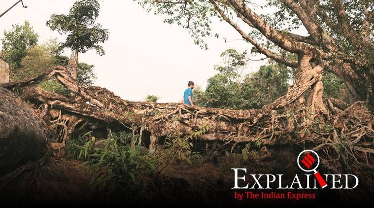 Explicado: Nas pontes de raízes vivas de Meghalaya, o estudo vê o potencial global. Pode funcionar?