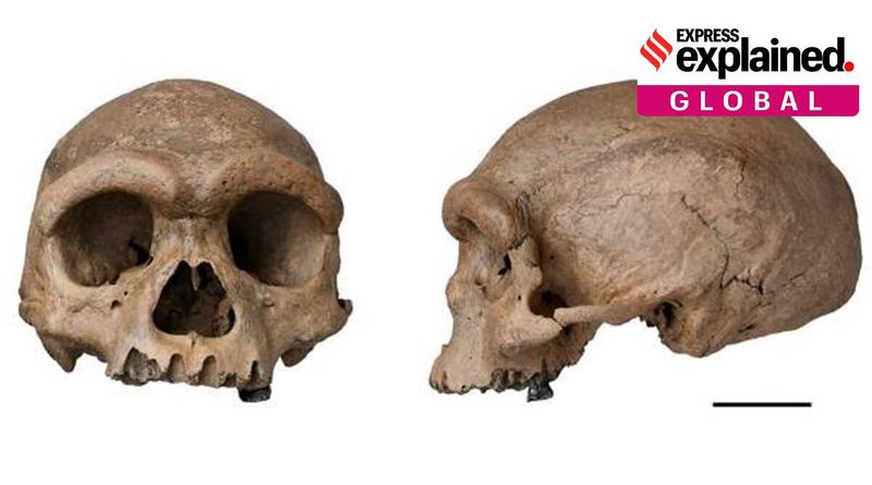 Explicado: o Homem Dragão da China e onde ele se encaixa na árvore evolutiva dos humanos modernos