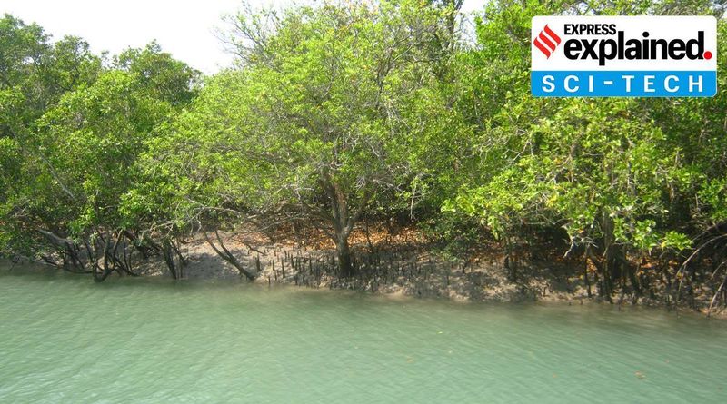 Um especialista explica: como espécies raras de Sundarbans são ameaçadas por atividades humanas