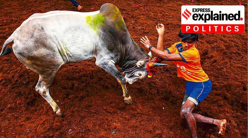 Jallikattu em Tamil Nadu: Orgulho e Política