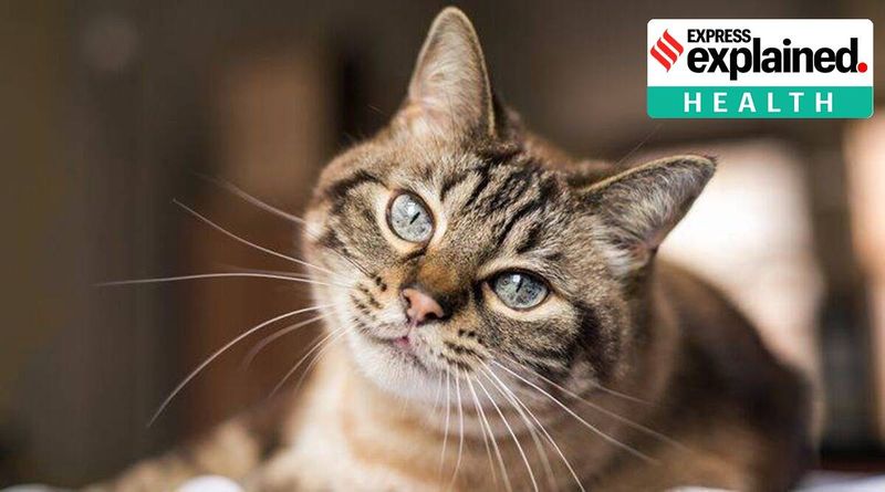 Explicado: Droga usada para coronavírus de gato em teste contra SARS-CoV-2