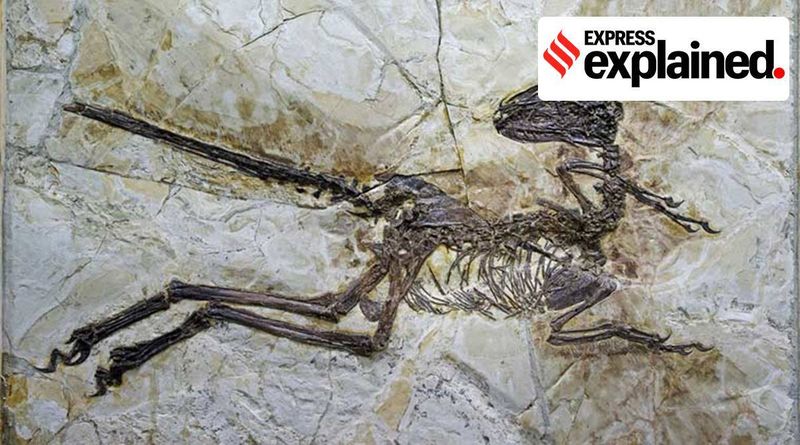 Explicado: por que as pessoas querem pagar milhões de dólares por ossos de dinossauros?