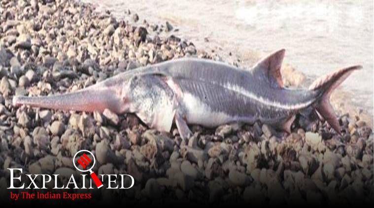 Verificação de fatos: um peixe gigante é declarado extinto - como os cientistas concluem isso?