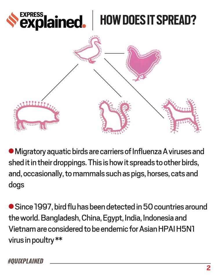 Gripe aviária, Gripe aviária Índia, O que é a gripe aviária, Explicação da gripe aviária, tratamento da gripe aviária, Sintomas da gripe aviária, Causas da gripe aviária, Indian Express
