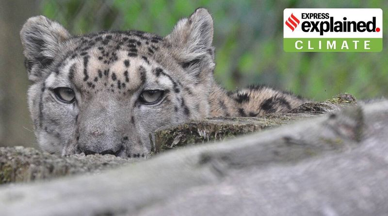 Nova pesquisa: Muitas espécies endêmicas podem ser extintas, a menos que a meta do Pacto de Paris seja cumprida