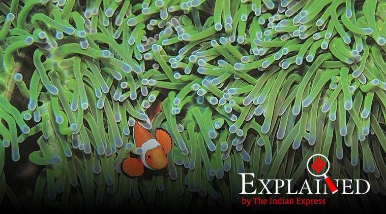 Explicado: Perdendo Nemo? Seu mundo está mudando rápido demais para que seus genes se adaptem
