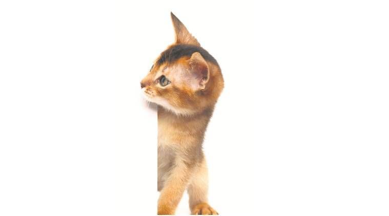 Como o gato de estimação conquistou a Terra