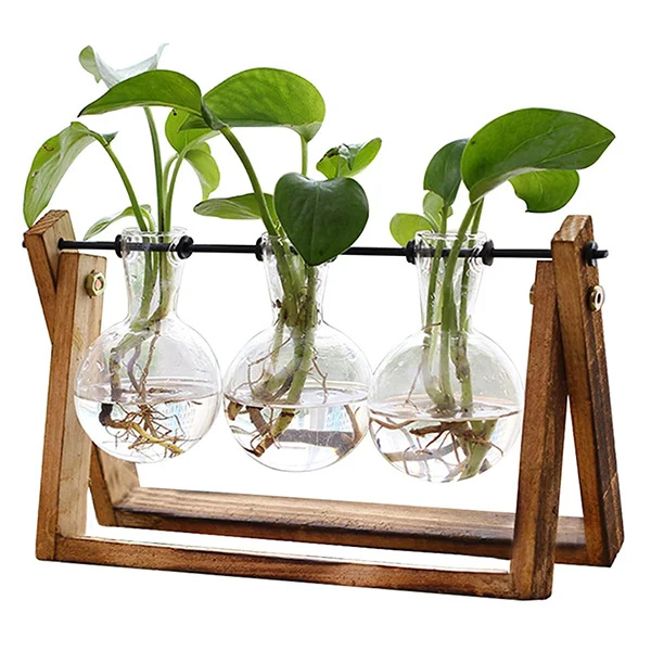   Terrário de plantas XXXFLOWER
